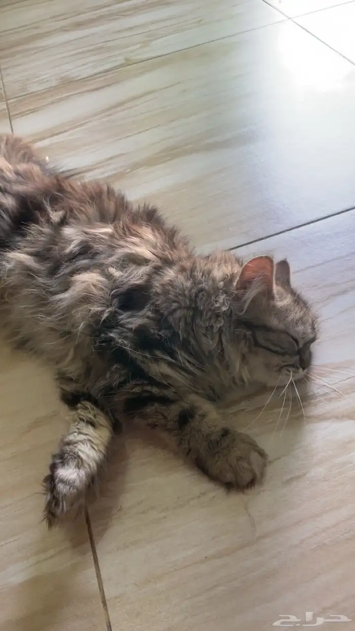 قطط للبيع هملايا 4