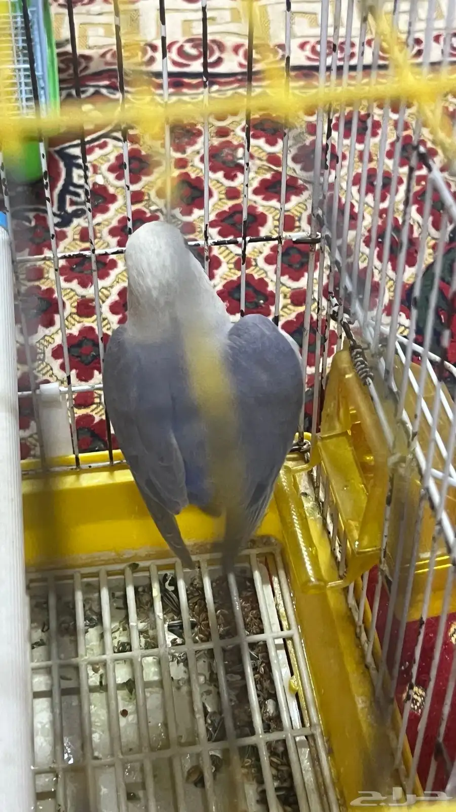 انثى روز 2