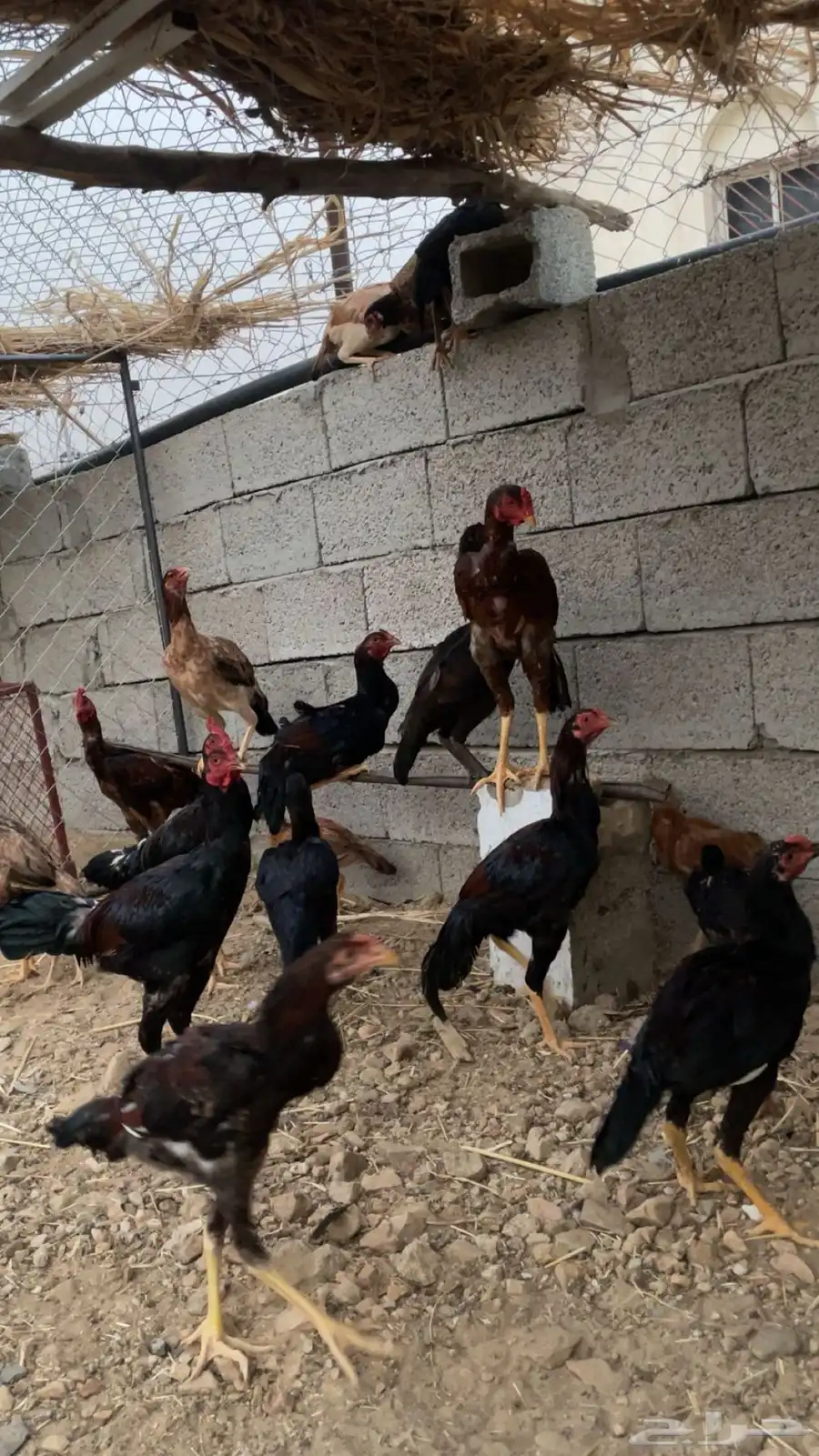 دجاج بكستاني 1