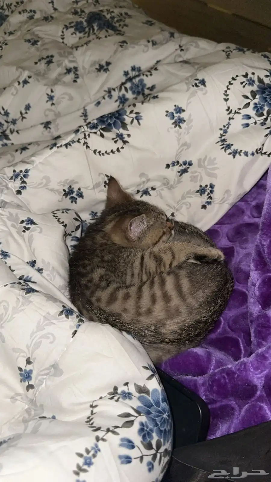قطط 1
