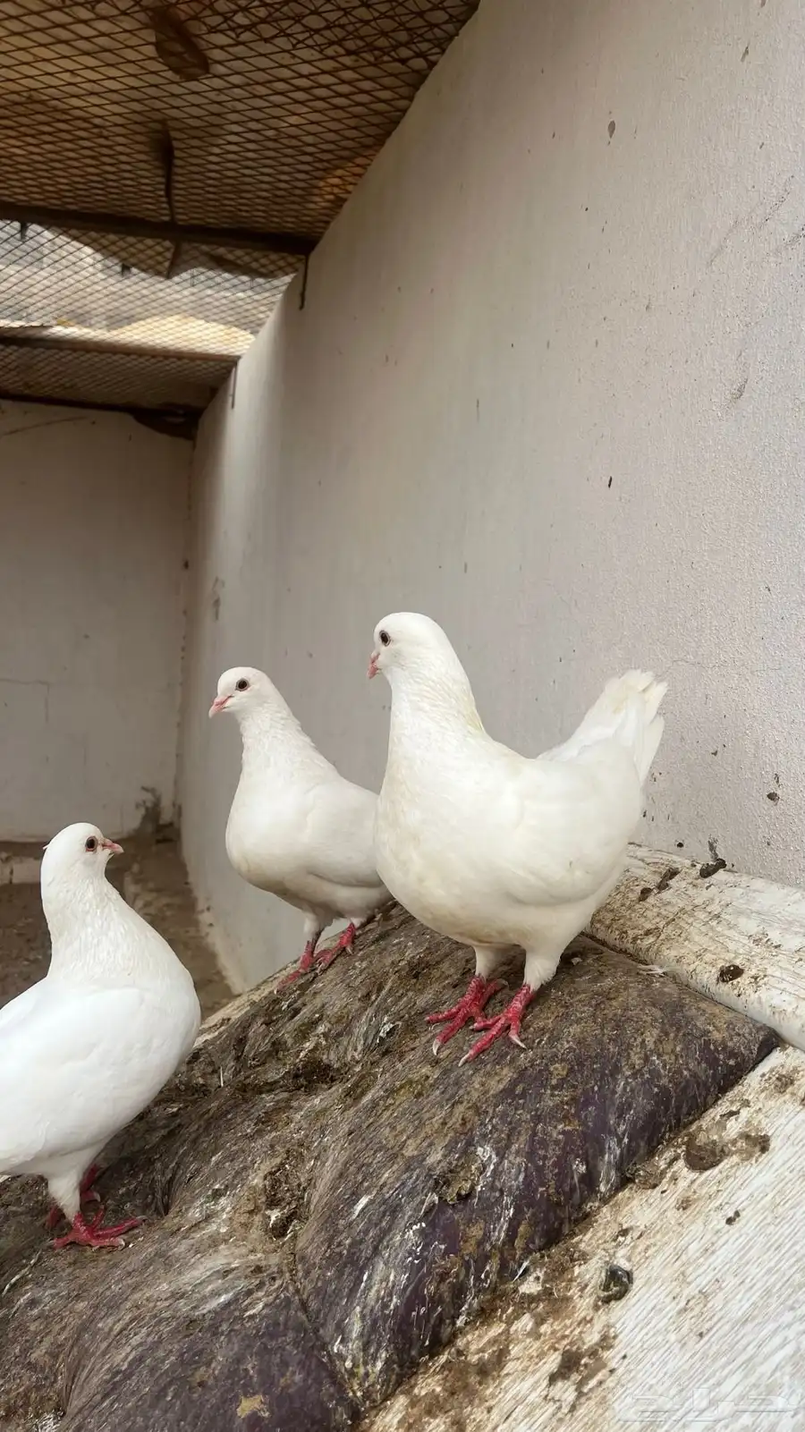 حمام فرنسي 8