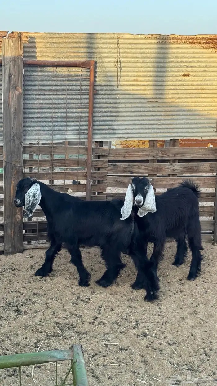 تيس مشروع فحل 6