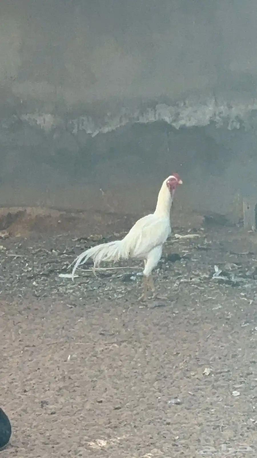 للبيع ديك و دجاجه شامو 7
