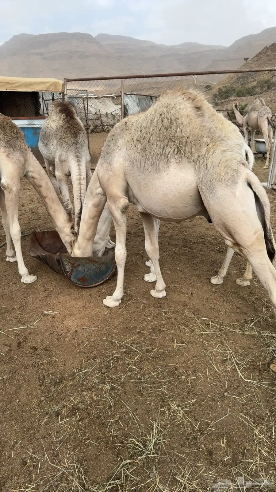 4 حشوان للبيع 2