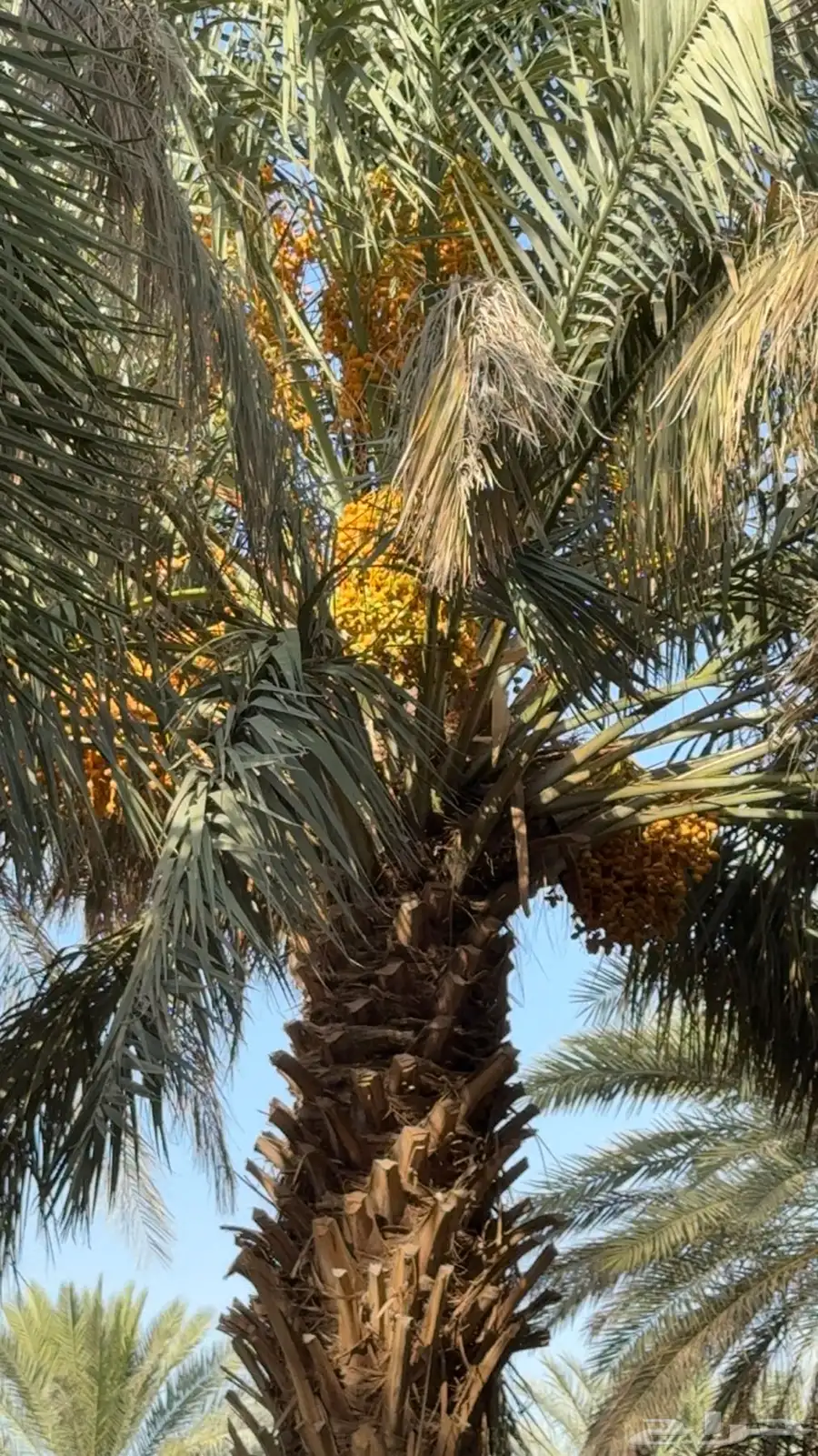 مزرعه للاجار 0
