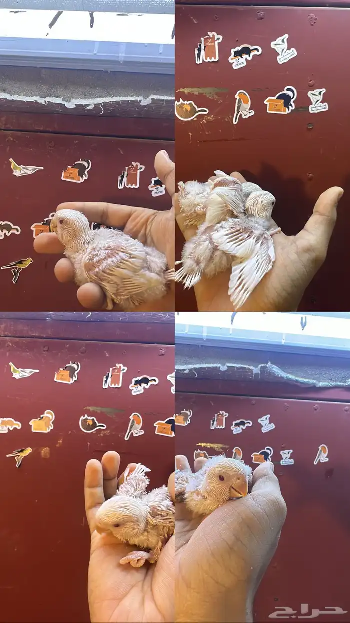 تم البيع الله يبارك 0