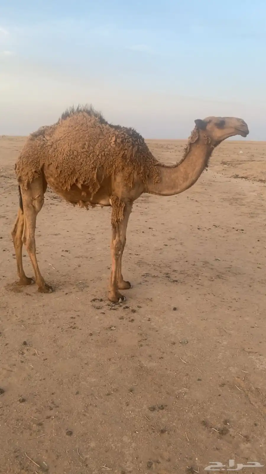 بكره صفرا كفوو 0