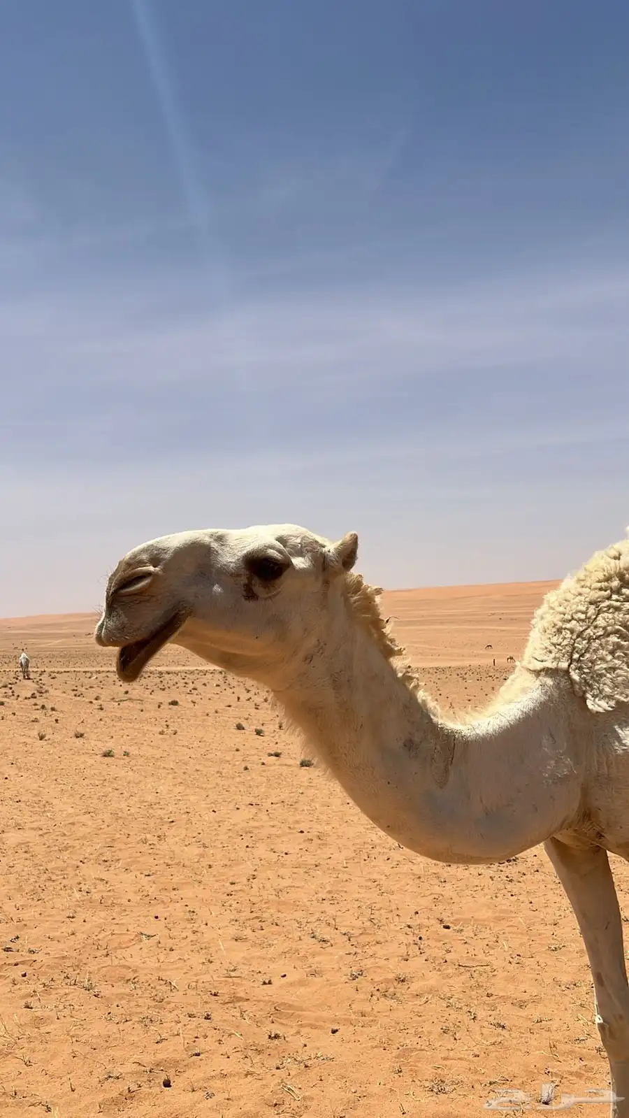 للبيع بكره رمانيه 1