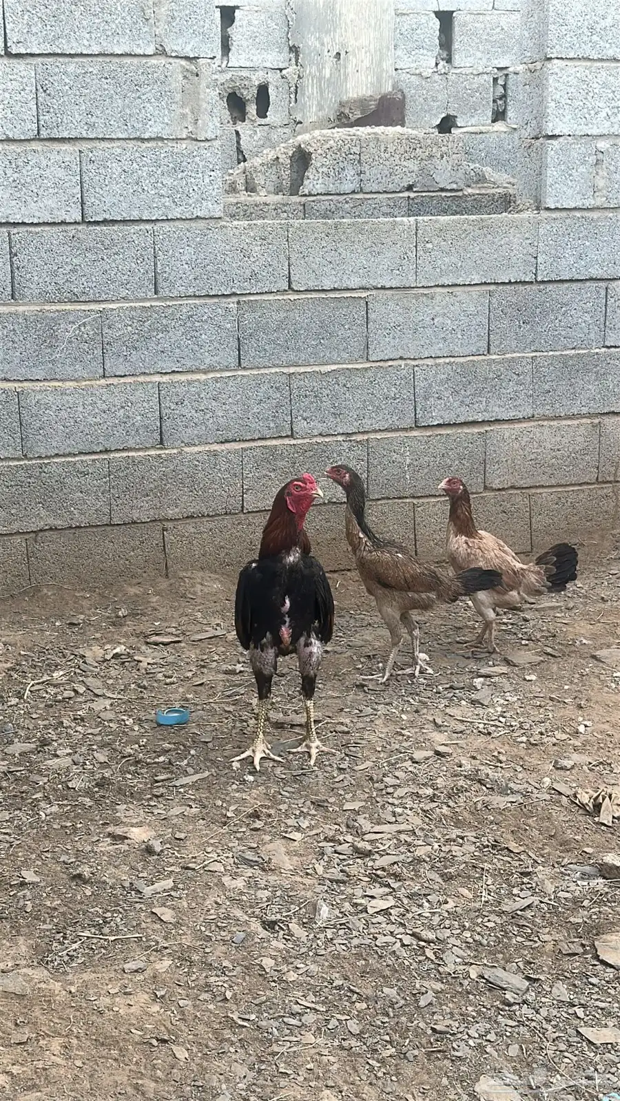 ديك 2