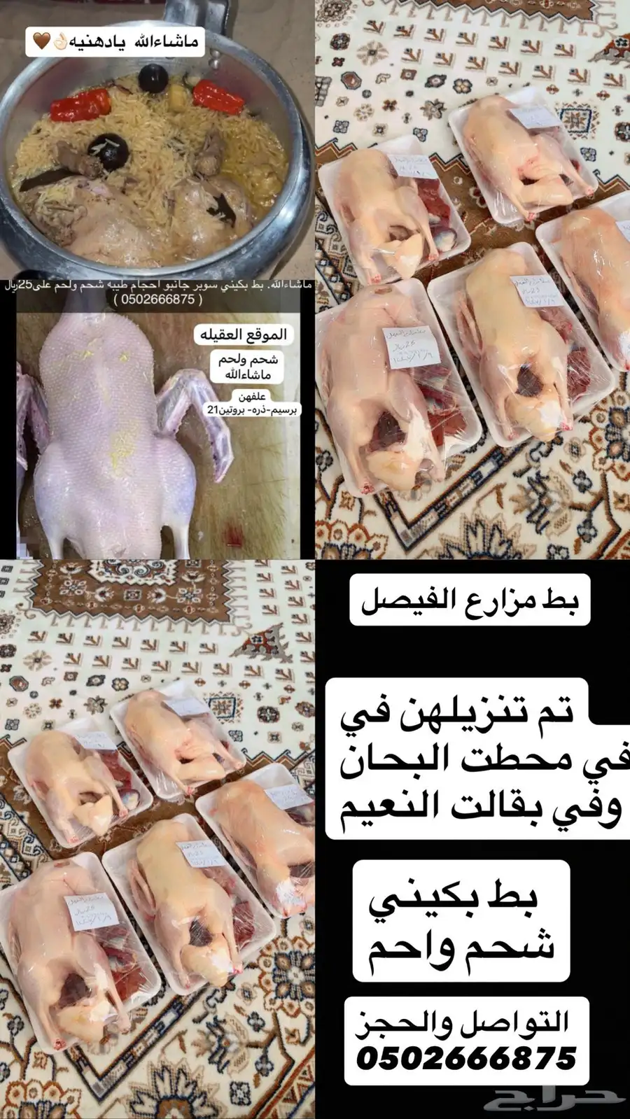 بط بكيني سوبر جامبو شحم ولحم ب25 مذبوح جاهز العقيلة 3