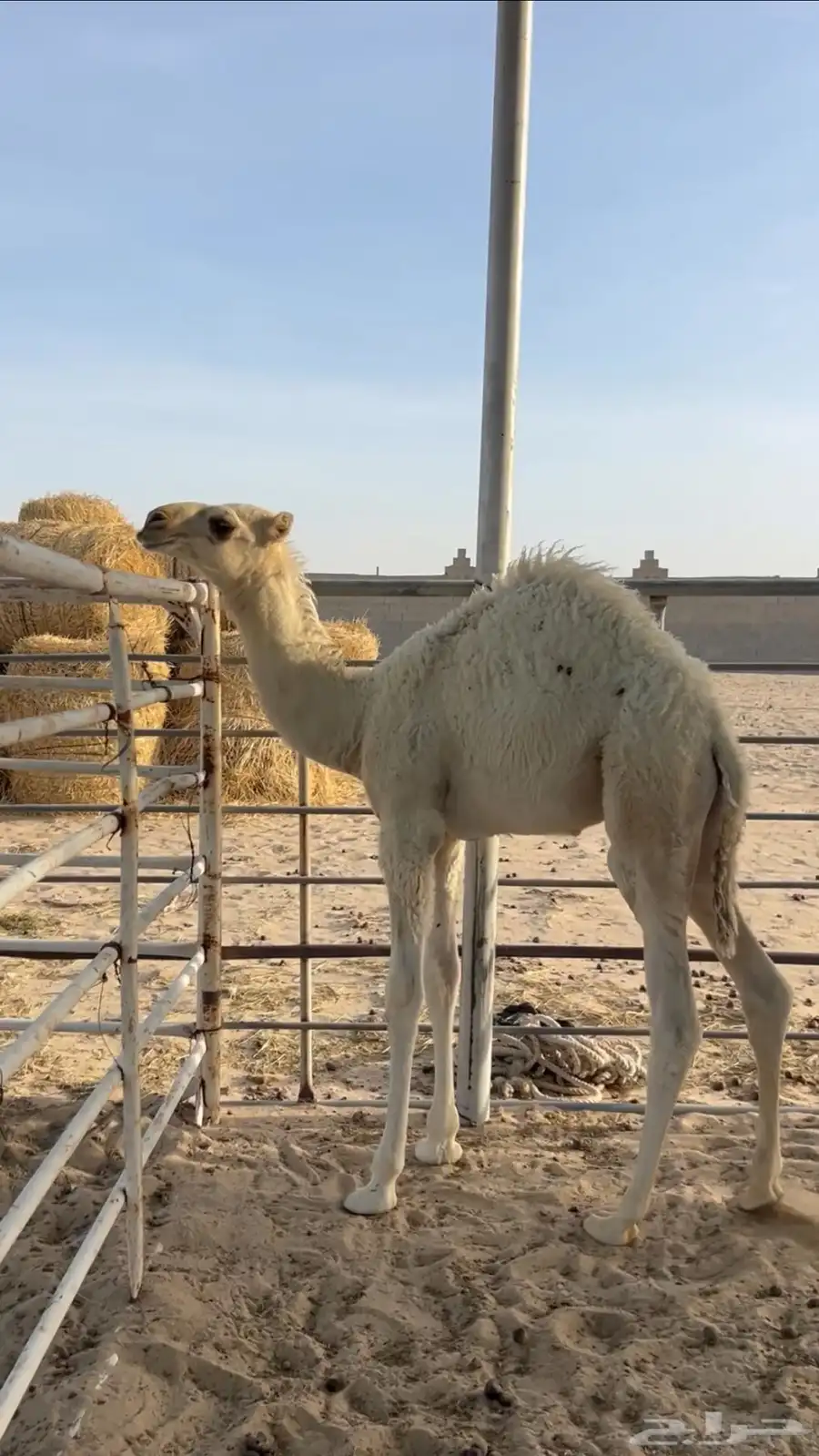 للبيع قعدان اربع شهور ونص فل 3