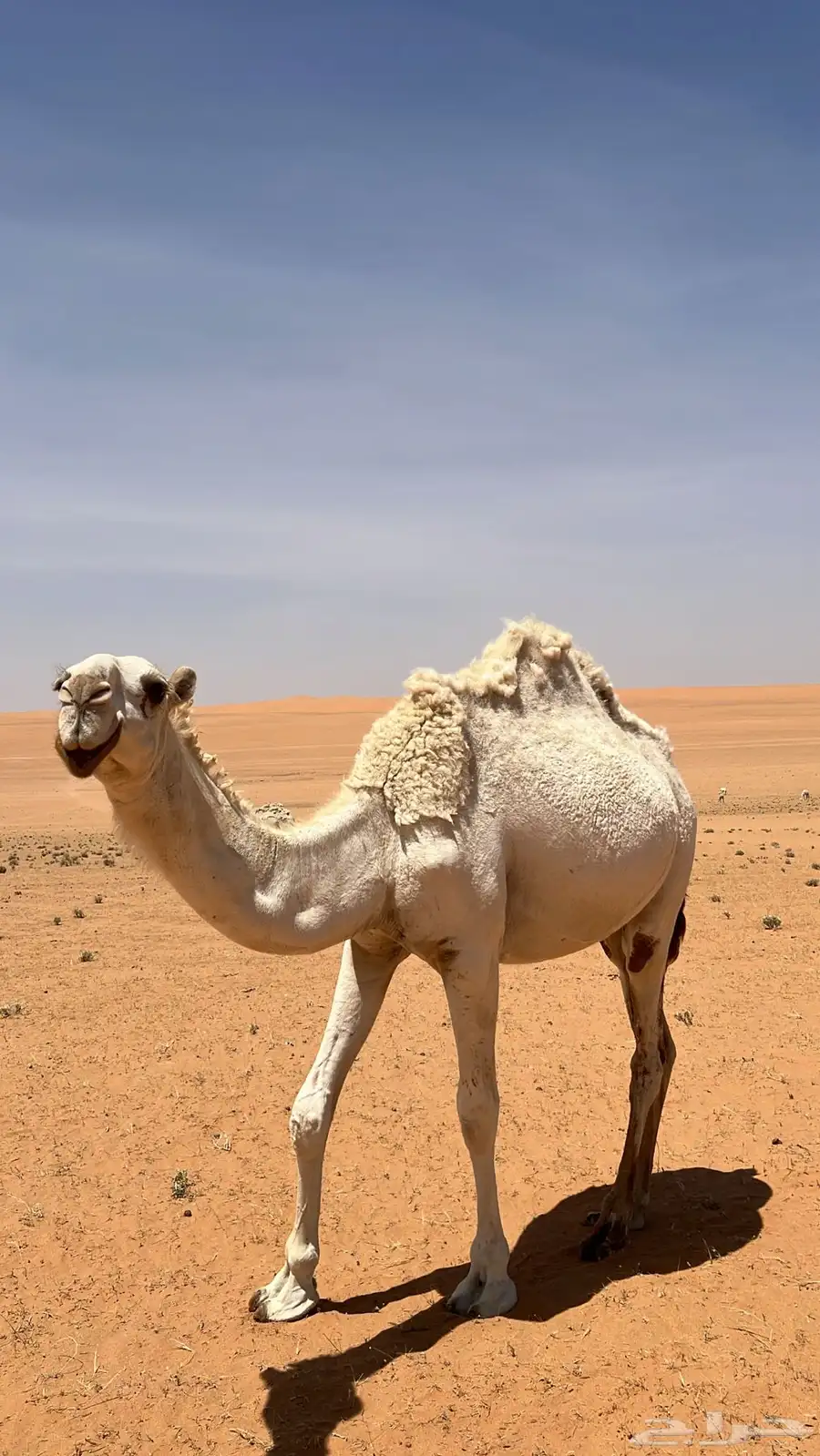 للبيع بكره رمانيه 2