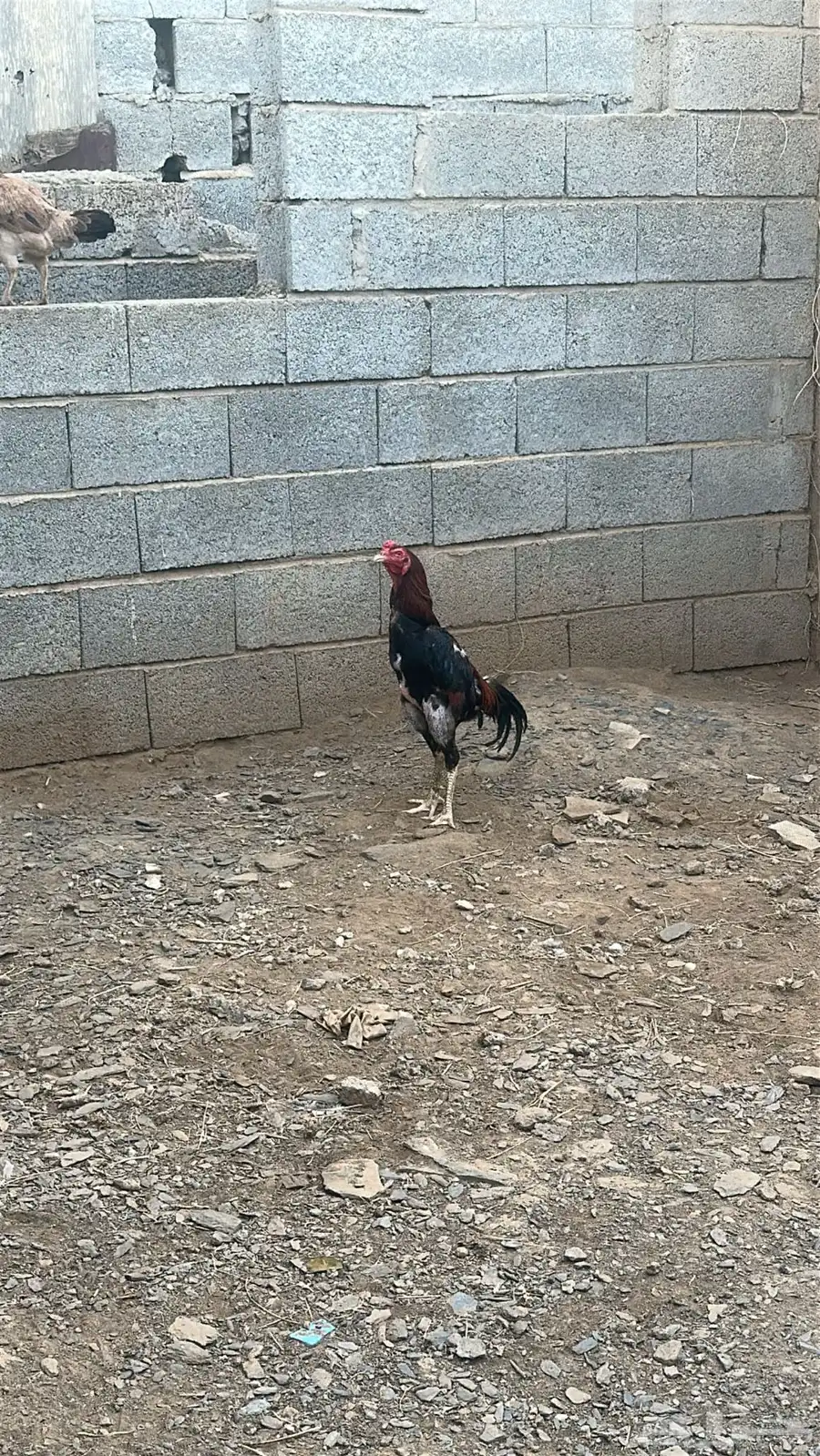 ديك 0