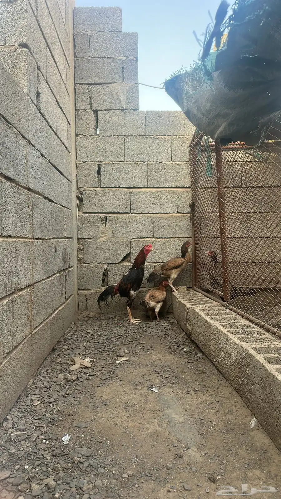 ديك 1