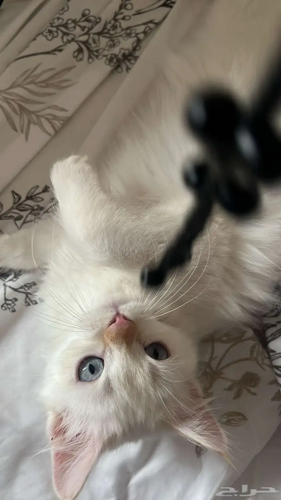 قط عمره ثلاث شهور 2