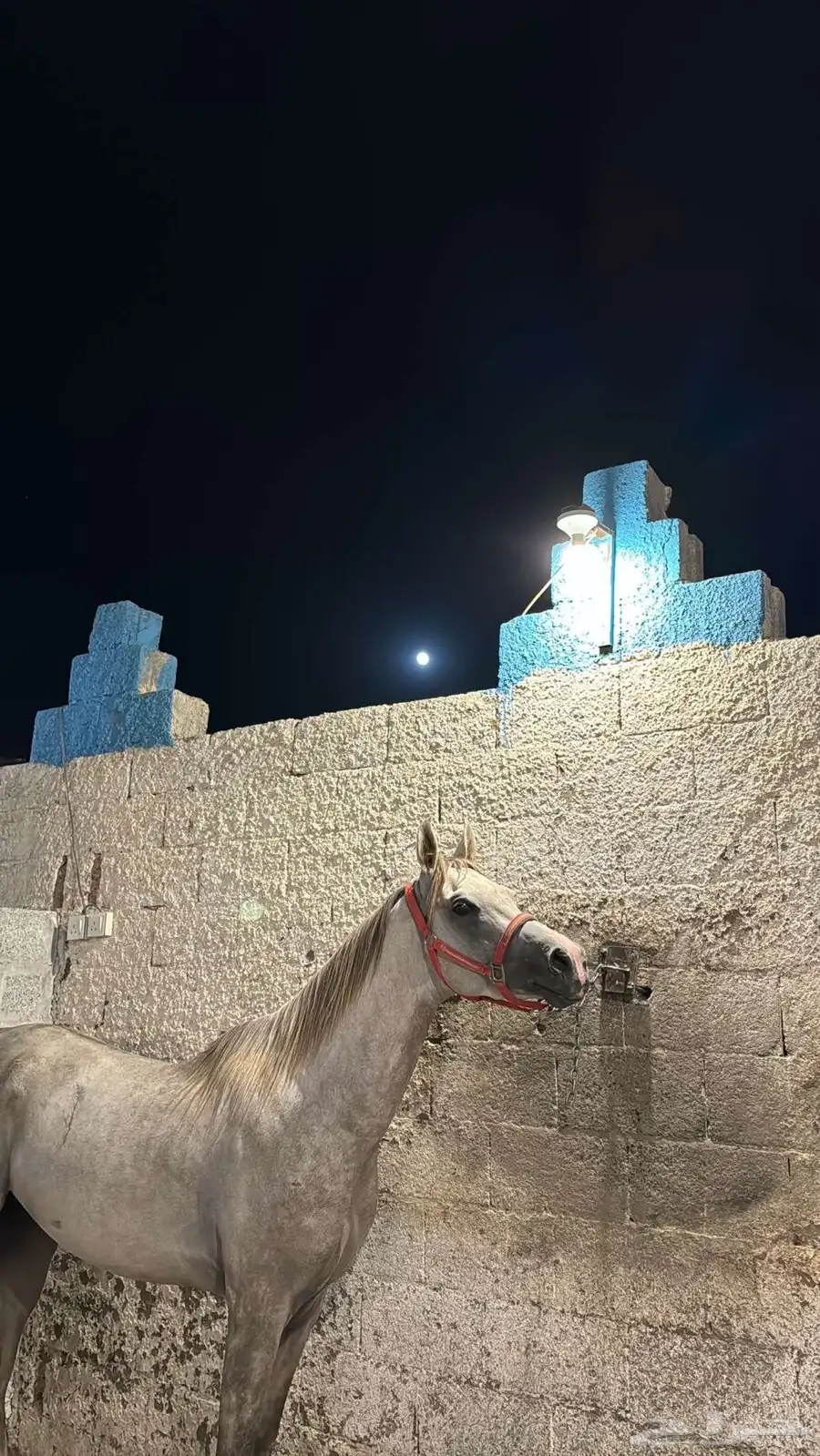احصان وهوا عربي اصيل الاسم برزان 1