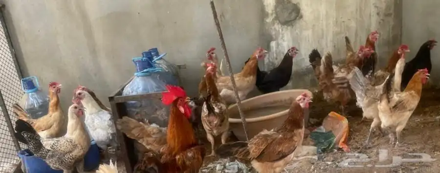 دجاج للبيع 0