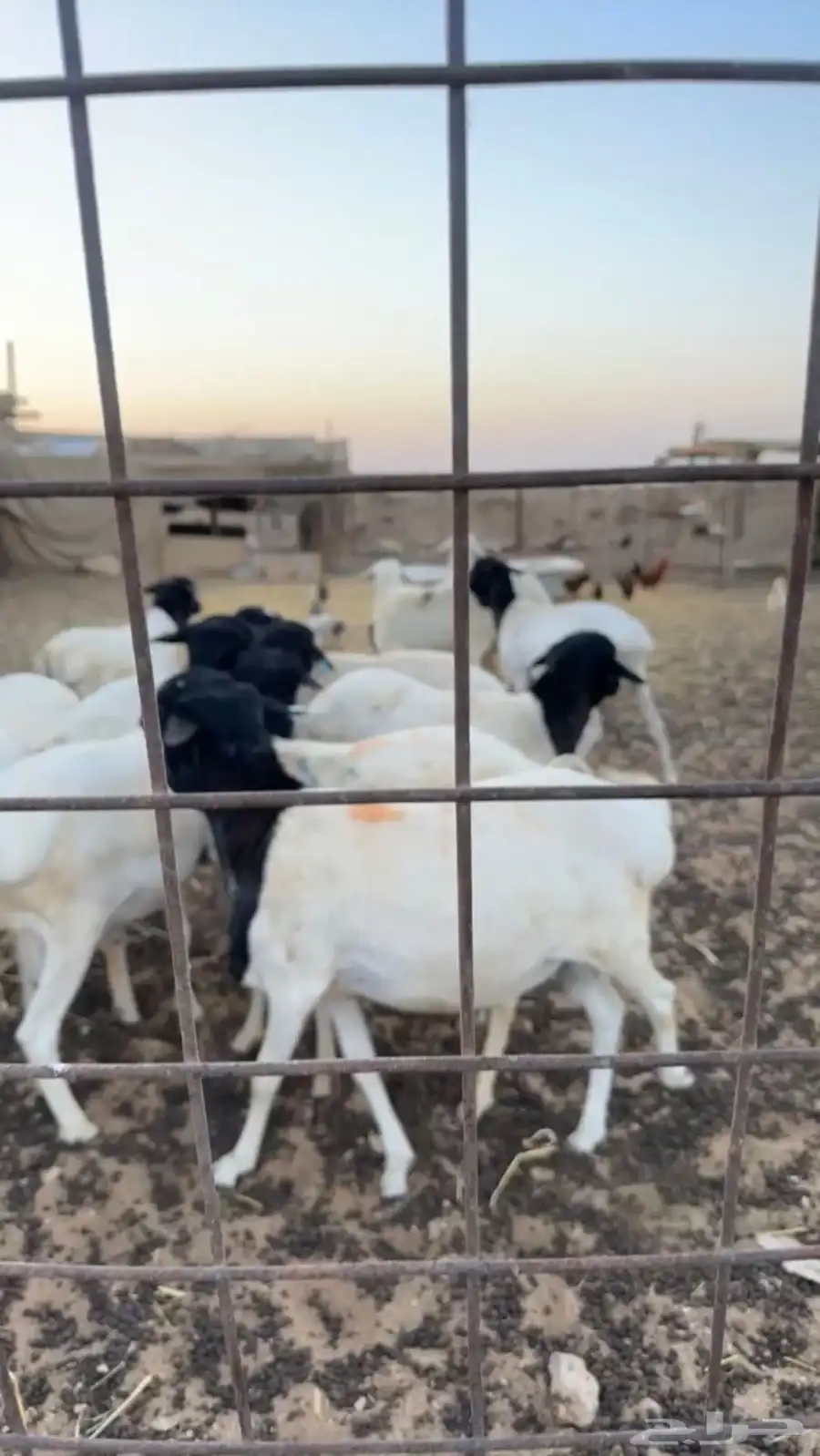 برابر للبيع 1