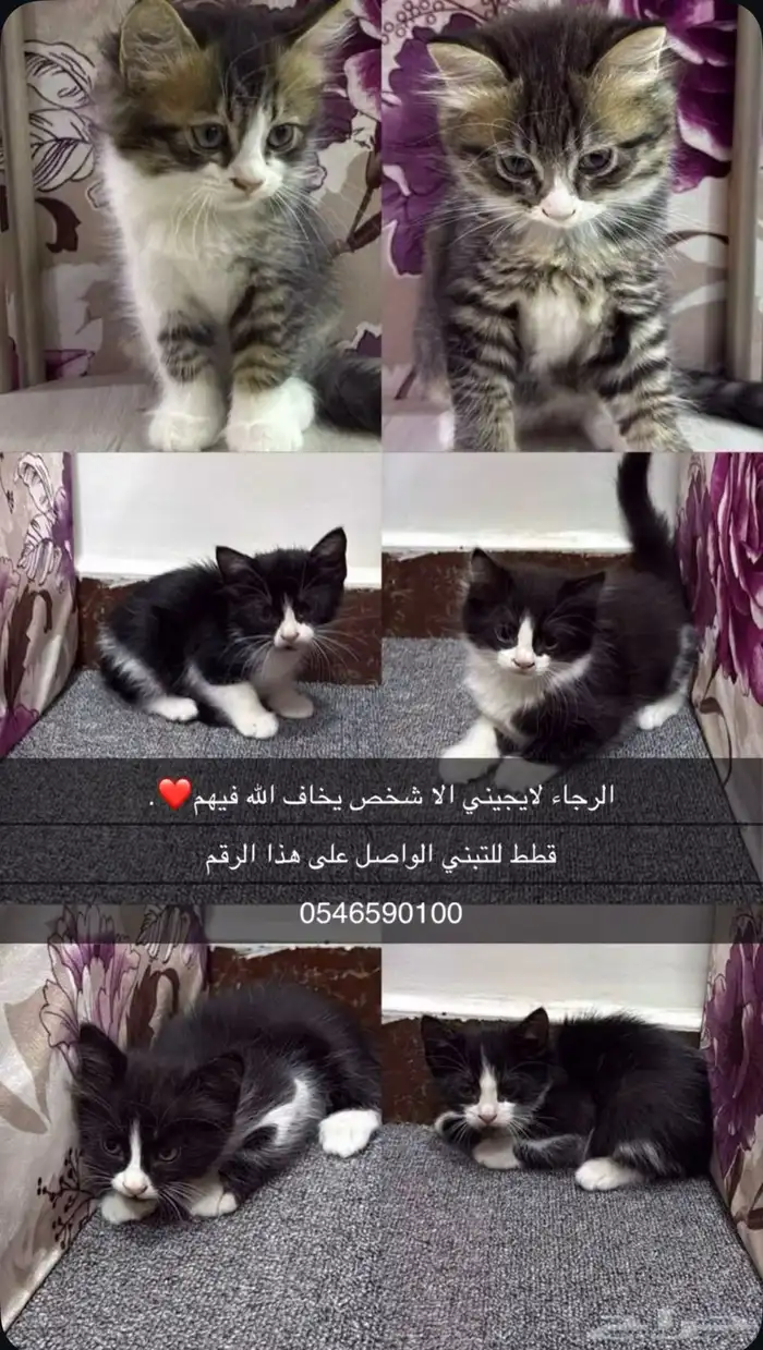 قطط للتبني 0