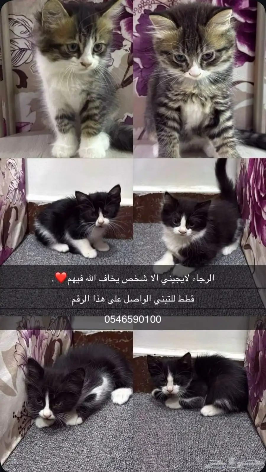 قطط للتبني 0