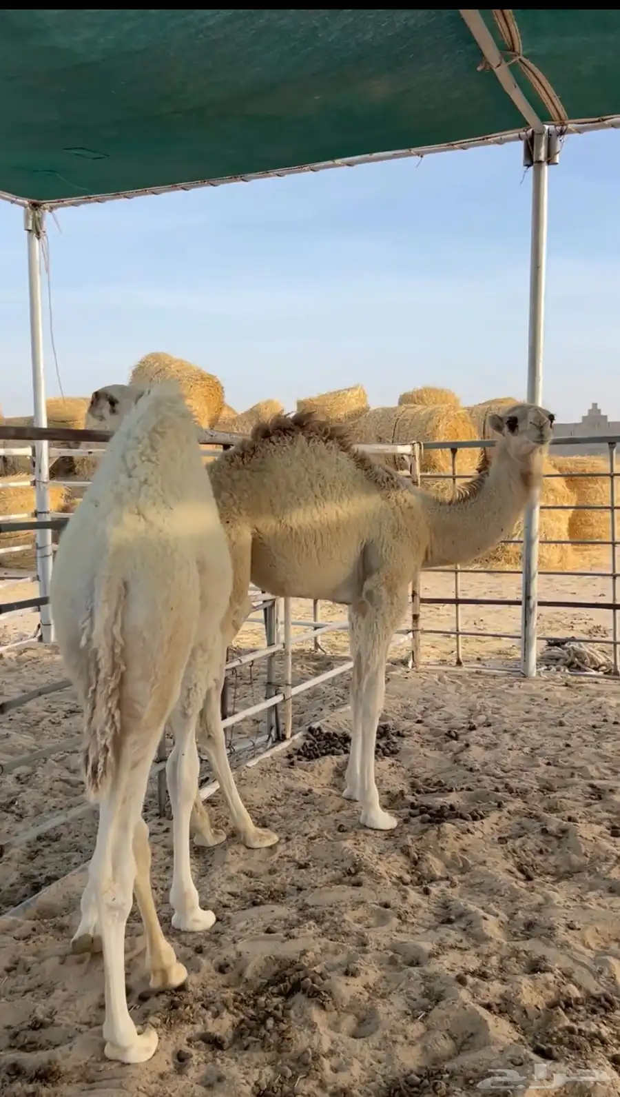 للبيع قعدان اربع شهور ونص فل 1