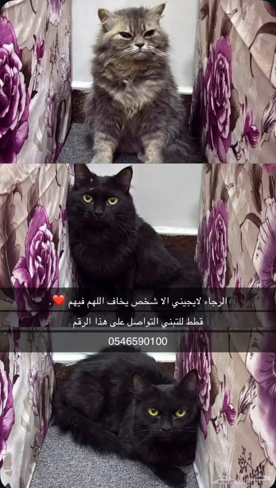 قطط للتبني 1