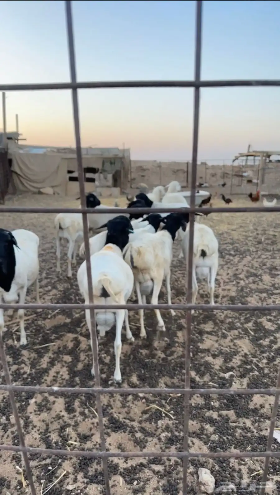 برابر للبيع 0