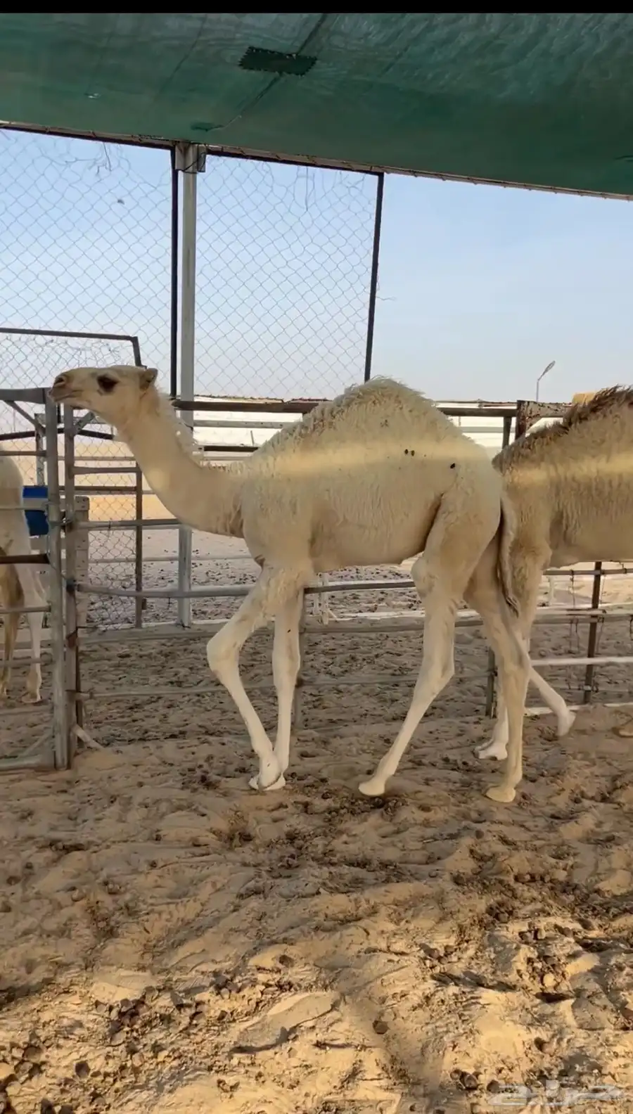 للبيع قعدان اربع شهور ونص فل 0