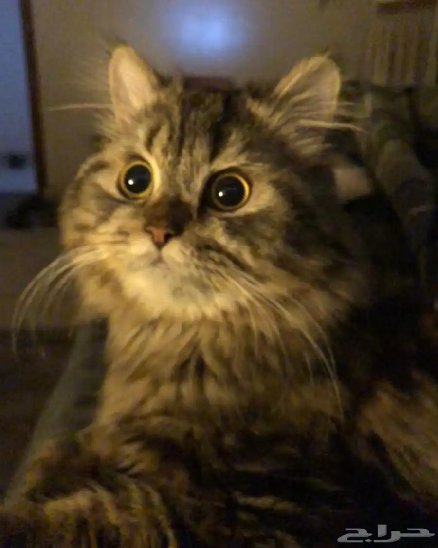 قطط 0