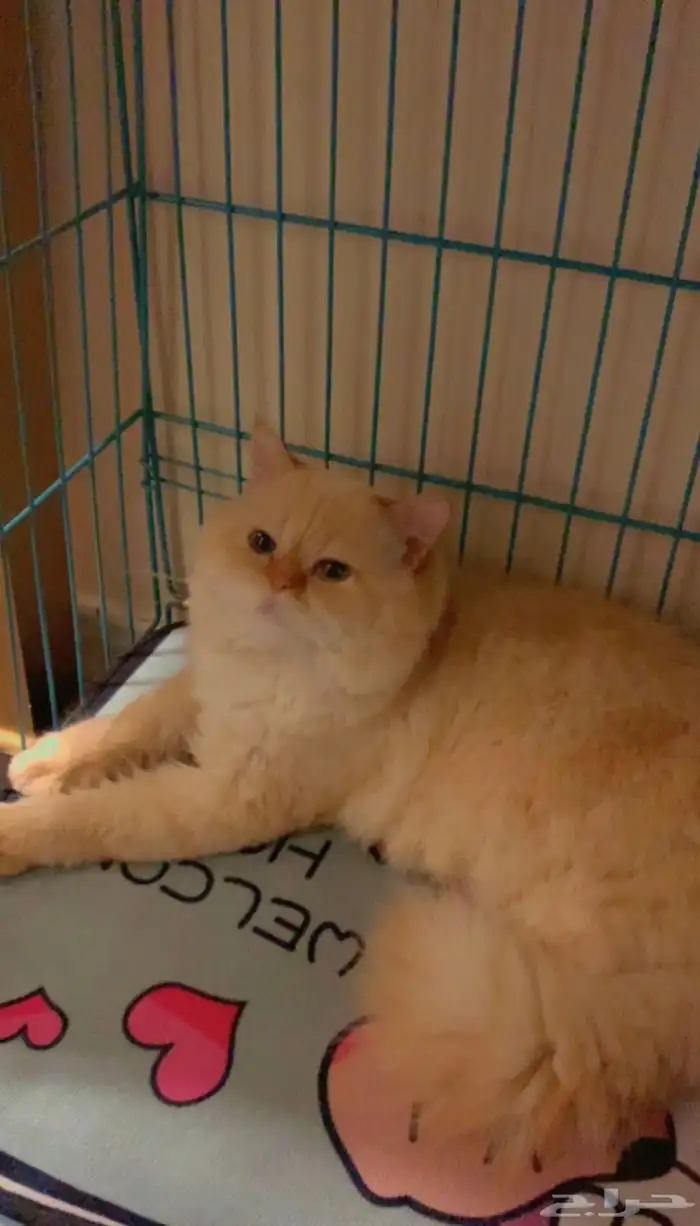 قط هملايا اورنج للتزاوج بدون مقابل 4