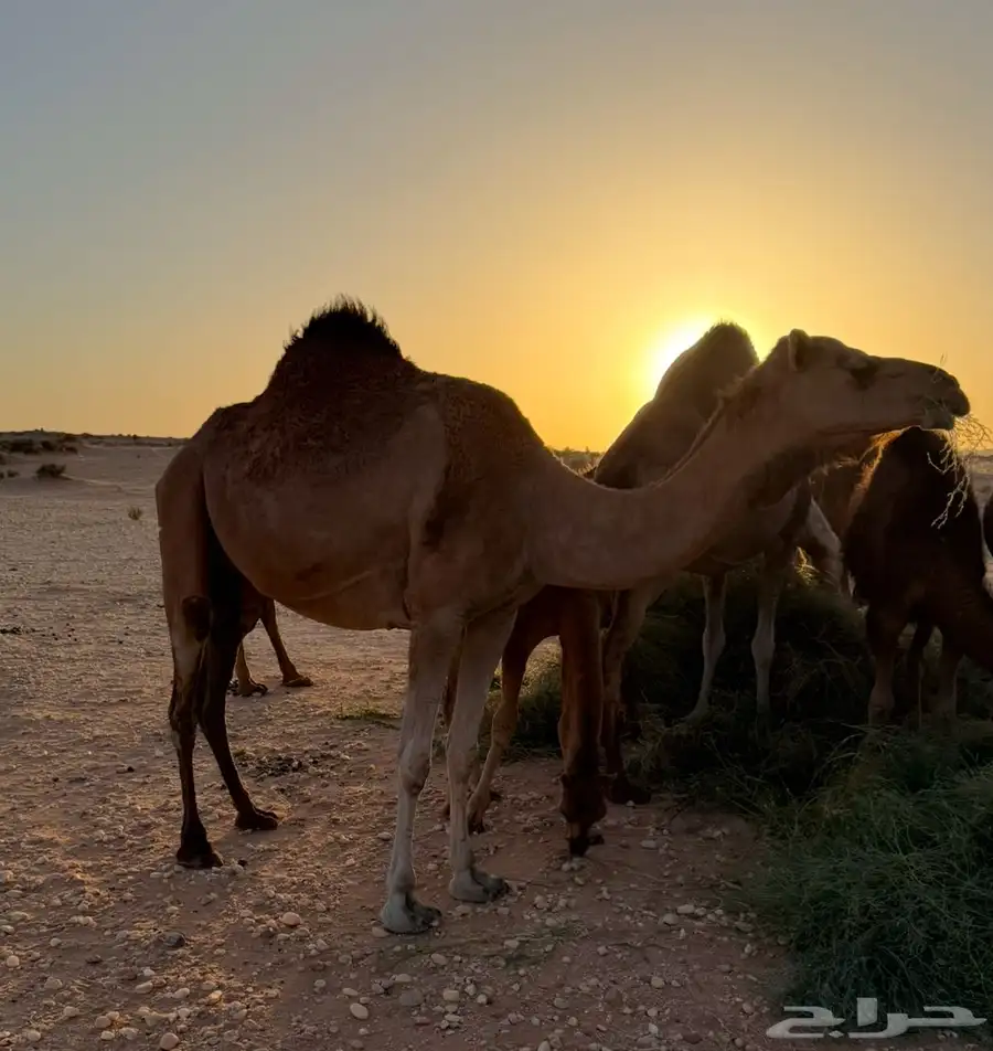 الببع ناقه 0
