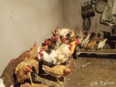 للبيع دجاج وبط 0