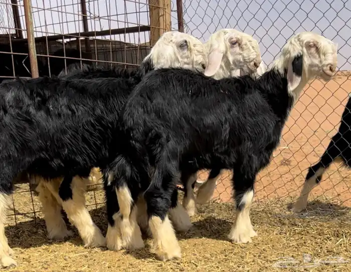 طليان نجد خصم مشاريع 6
