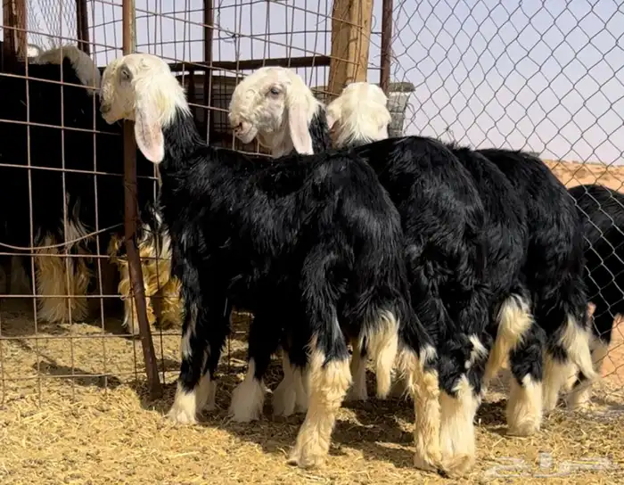 طليان نجد خصم مشاريع 7