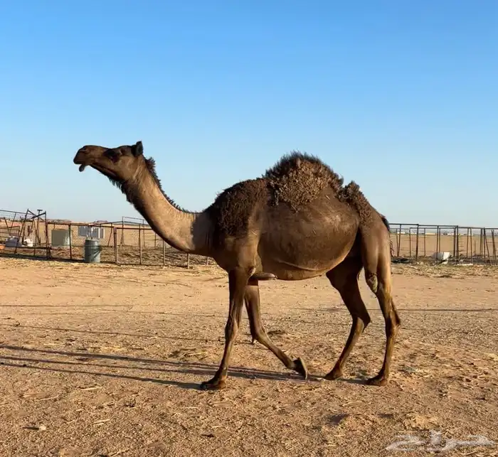 بكره لقحه لقحه 3