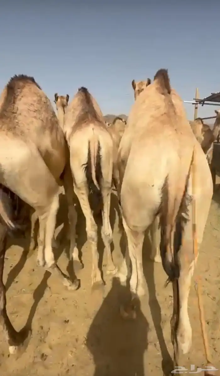 قعدان فل شحم 0