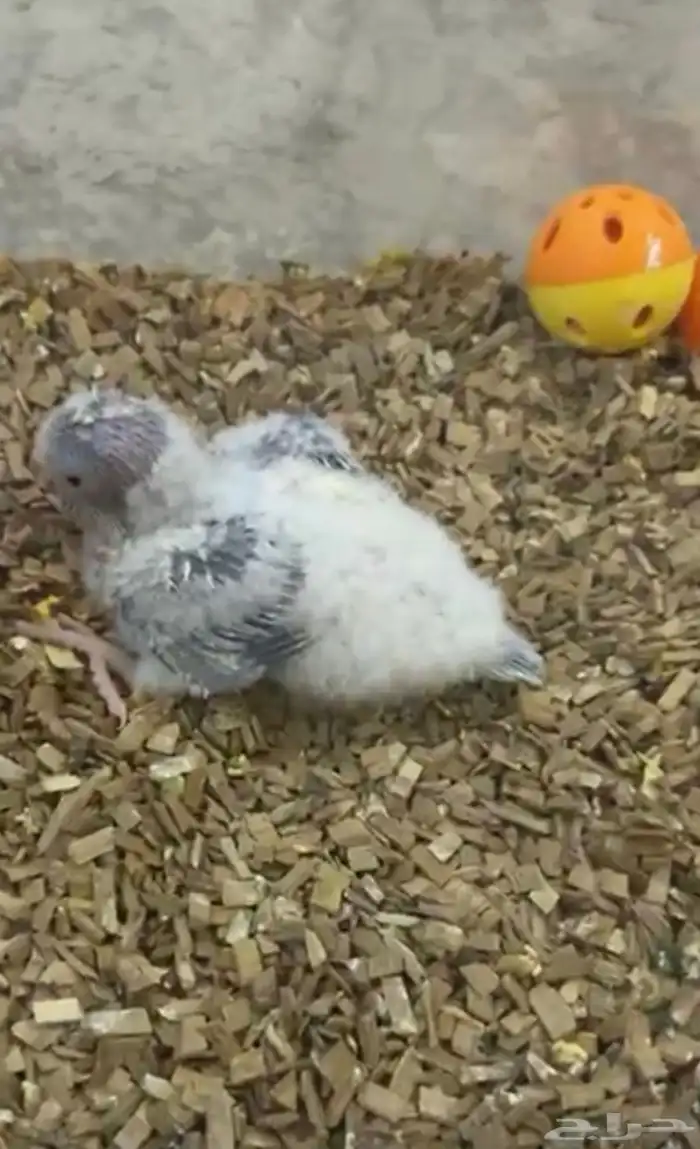 فرخ كويكر غر (( تم البيع بل حد المطلوب )) 3