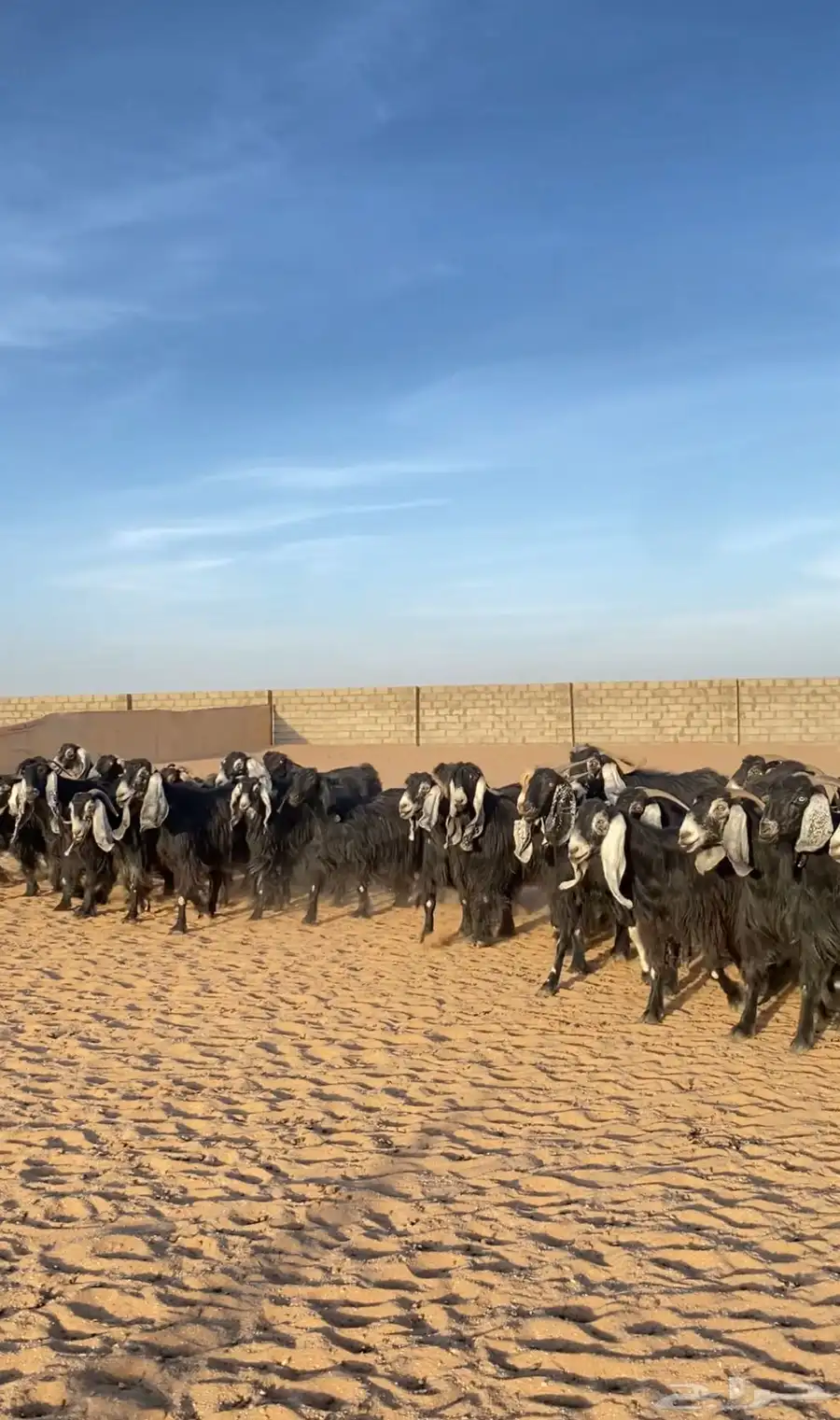 معزا عوارض خلفات صنف 0