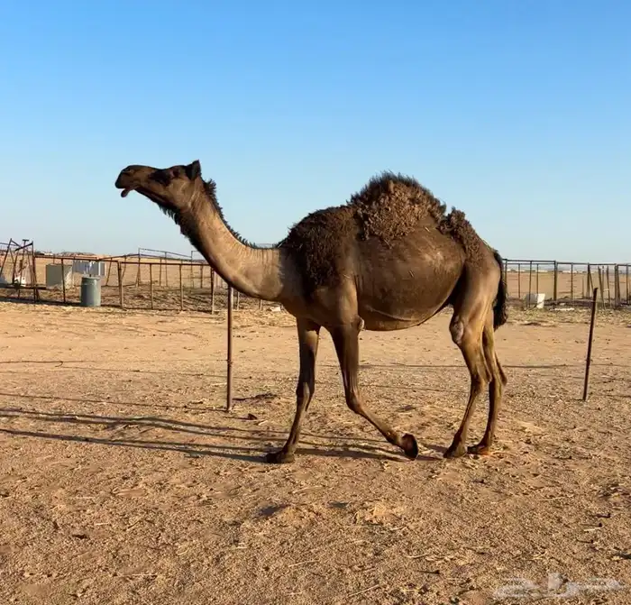 بكره لقحه لقحه 0