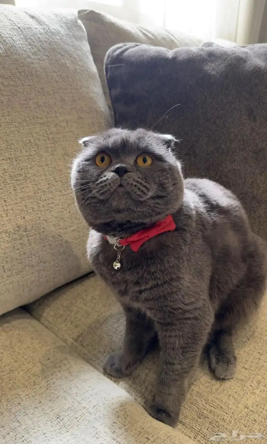 كيتن سكوتش فولد للبيع 0