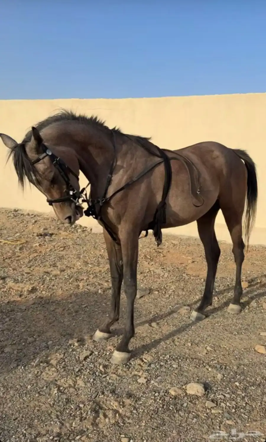 مهره للبيع 12