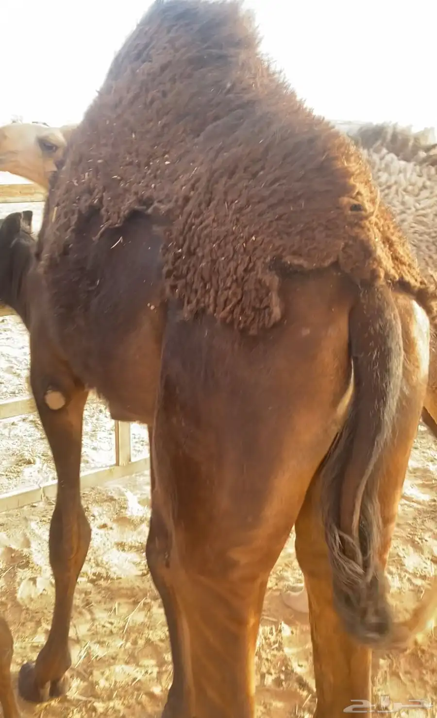 قعود لباني 0