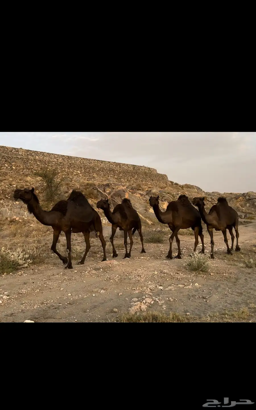 ابل مجاهيم فوق الكفو 2