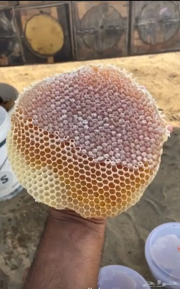 عسل جبلي صافي جديد من منحلي شخصيا 24