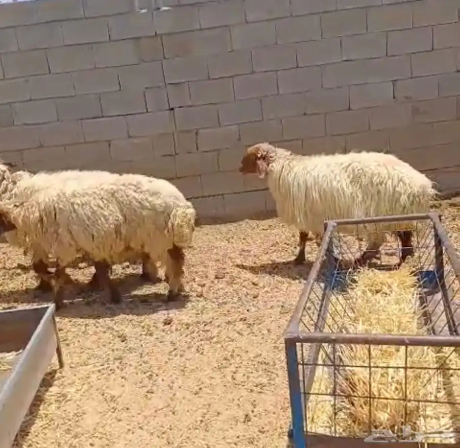 غنم للبيع. تم البيع 3