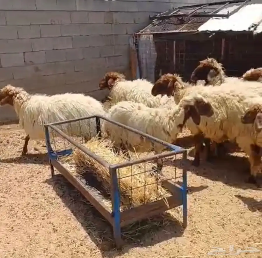 غنم للبيع. تم البيع 0