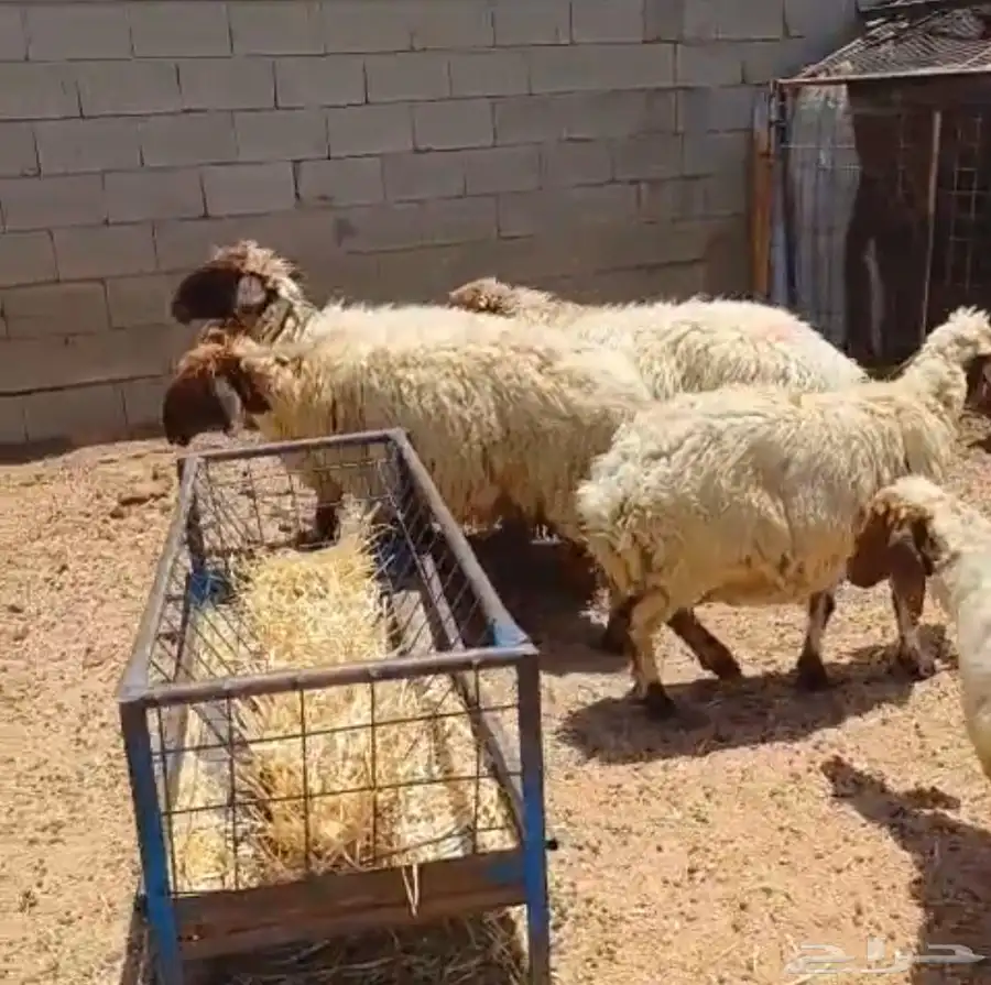 غنم للبيع. تم البيع 2