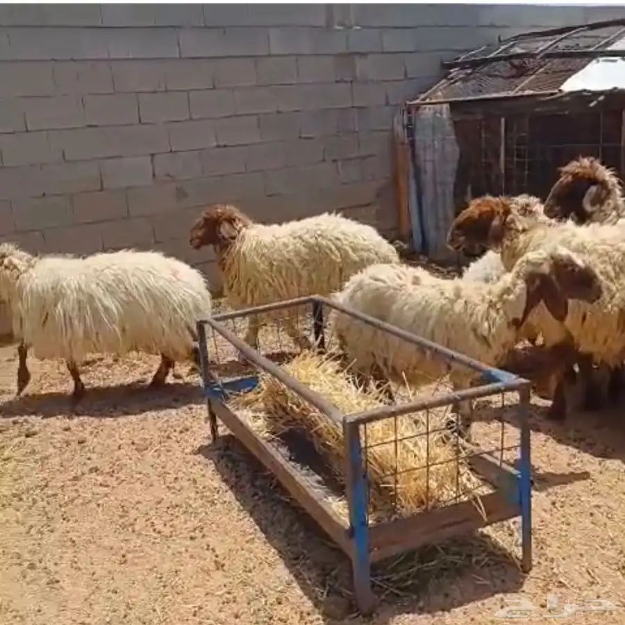 غنم للبيع. تم البيع 1