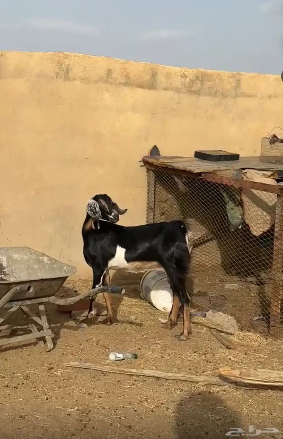 عناق حواء عليها تيسين 0