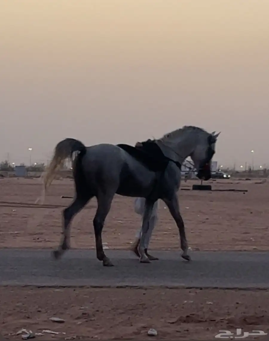 حصان شعبي وسبوق وطرب وكفو ماشاء الله 4